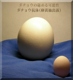 tamago6s.jpg̻Ȱى摜