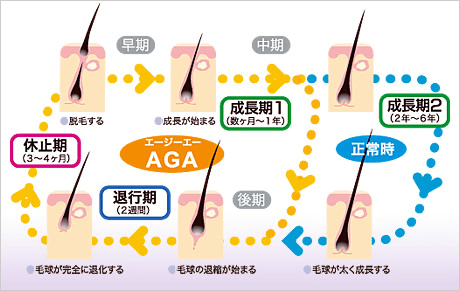 ヘアサイクルについて
